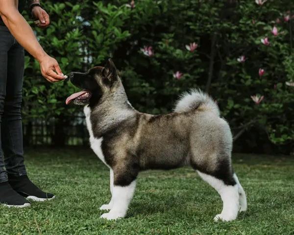 $700 : Akita puppy for adoption image 3