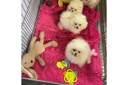 cachorros de pomerania en Columbia