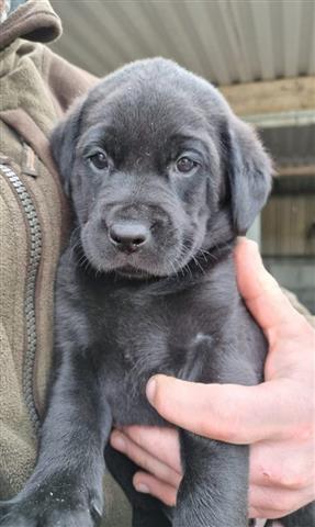 $400 : 4 Labrador puppies image 1