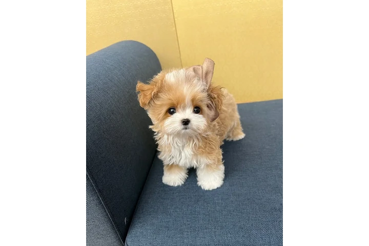 $350 : Maltipoo Cachorros a la venta image 2