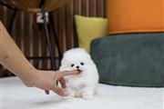 $300 : Pomeranian puppies teacup thumbnail
