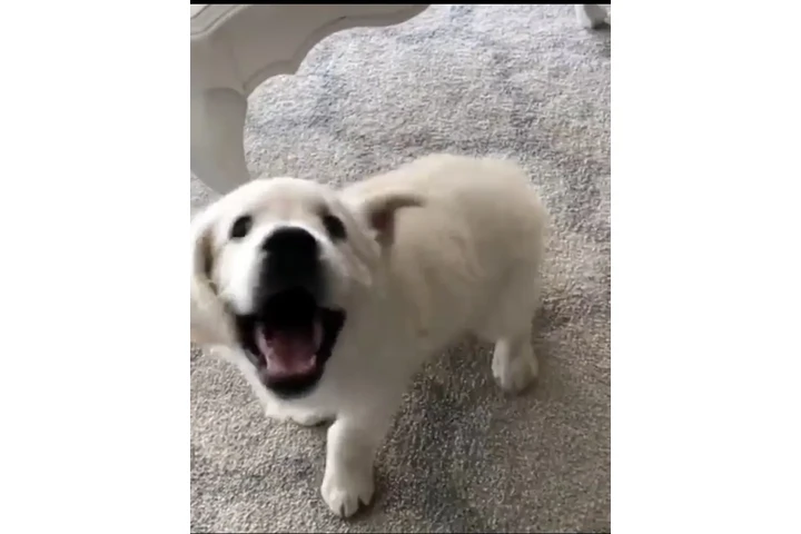 $450 : Baby golden retriever puppies image 2