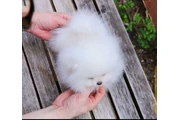 $400 : French bulldog and Pomeranian thumbnail