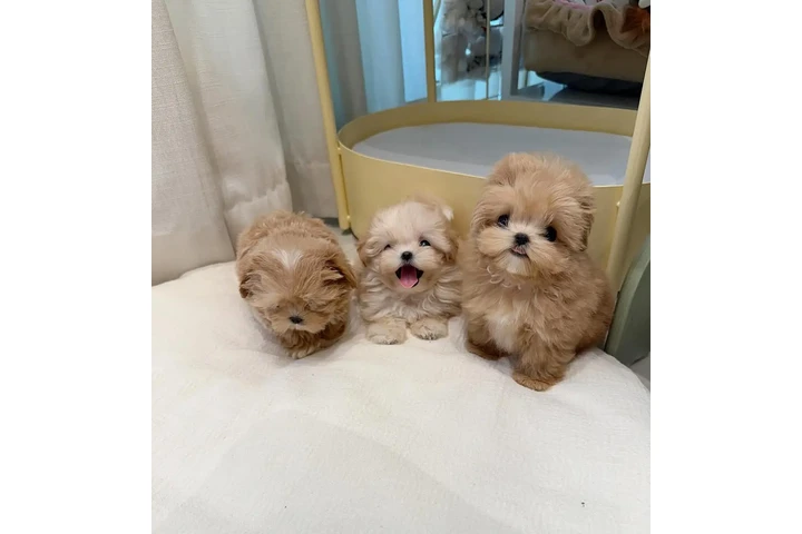 $400 : Chihuahua and Maltipoo Puppies image 6