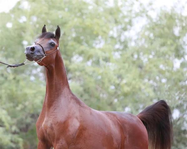 $6000 : Caballo árabe de 6 años image 1