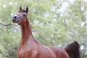 Caballo árabe de 6 años en San Diego