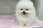 cute Pomeranian en Miami
