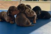 $400 : Vaccinated dachshund puppies thumbnail