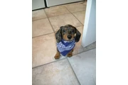 Dachshund puppies for sale en San Diego