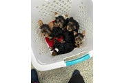 Cachorros Yorkie en venta en Indianapolis
