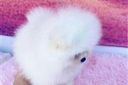 $500 : Pomeranian puppies thumbnail