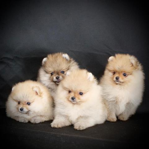 $500 : beautiful pomeranian puppies image 1