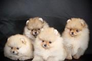 beautiful pomeranian puppies