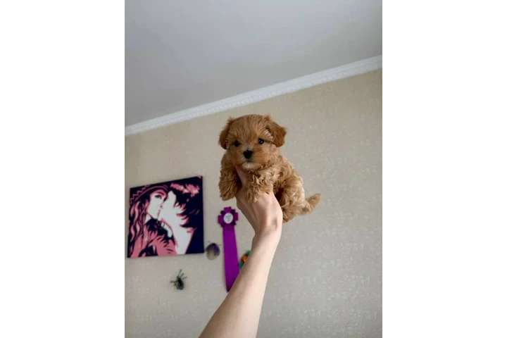 $350 : adorable Maltipoo image 4