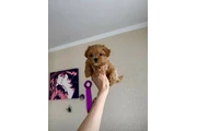 $350 : adorable Maltipoo thumbnail