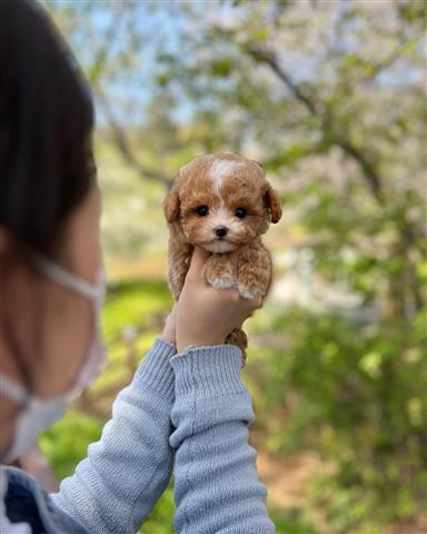 $350 : MALTIPOO EN VENTA image 3