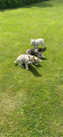 $500 : cute Siberian Husky Puppies image 3