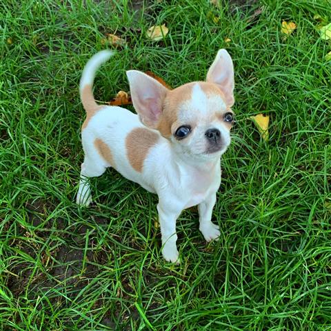 $250 : Chihuahua puppies for sale image 5