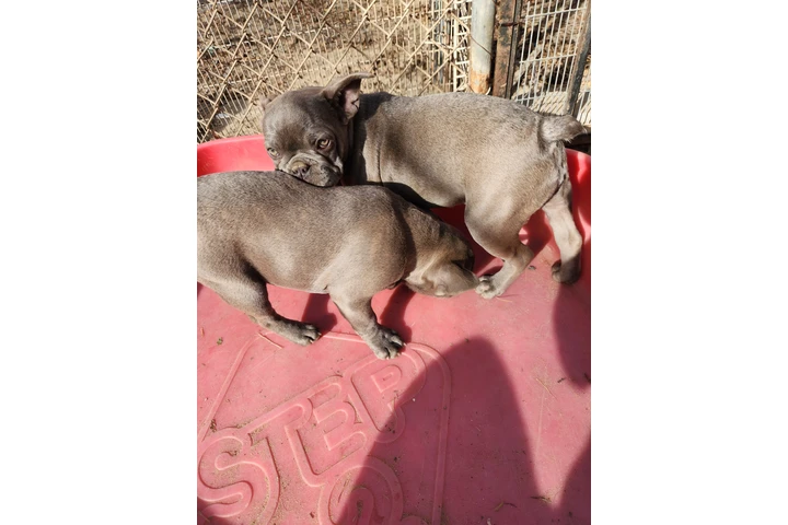 $550 : French bulldog image 6