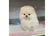 Pomerania en venta en Laredo