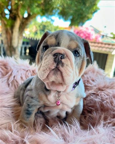 $350 : Cachorrita Bulldog Ingles Blue image 2