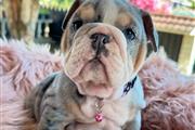 $350 : Cachorrita Bulldog Ingles Blue thumbnail