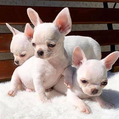 $500 : Chihuahua puppies for sale image 2