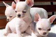 $500 : Chihuahua puppies for sale thumbnail