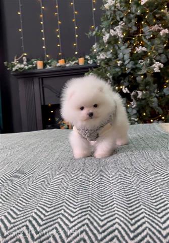 $300 : Pomeranian puppies image 2
