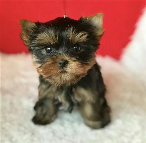 $400 : Teacup Yorkie image 1