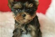 Teacup Yorkie