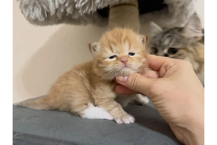 $180 : Young BSH available image 3