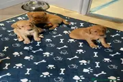 $900 : Beautiful Labrador puppies thumbnail