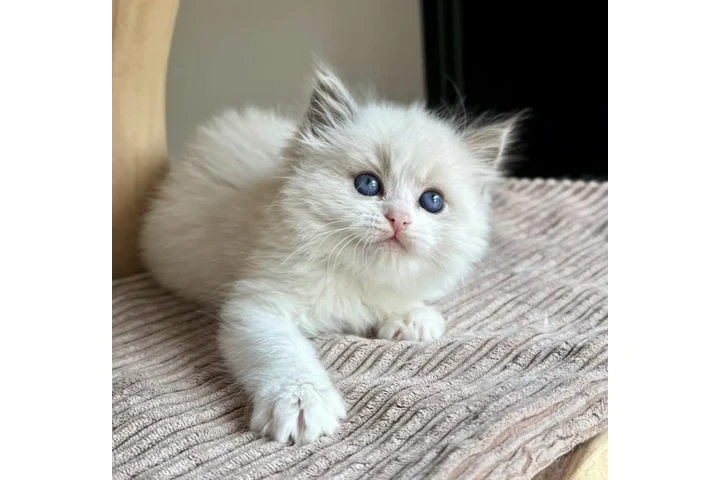 $280 : 2 Ragdoll Kittens For Sale image 1