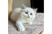 2 Ragdoll Kittens For Sale en Boston