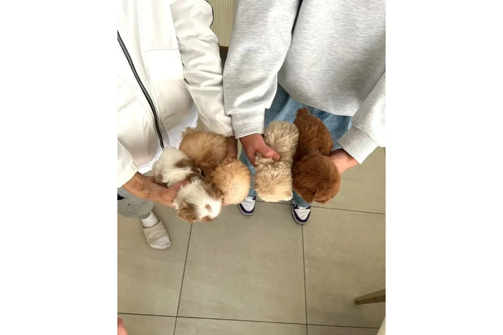 $350 : Cachorros de mini taza de té image 2
