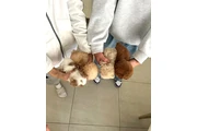 $350 : Cachorros de mini taza de té thumbnail