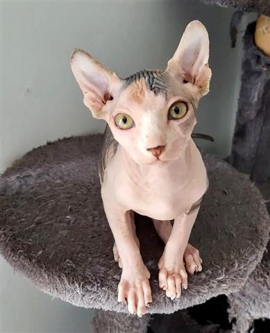 $600 : Male and Female Sphynx kittens image 5