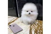 $300 : French bulldog and Pomeranian thumbnail