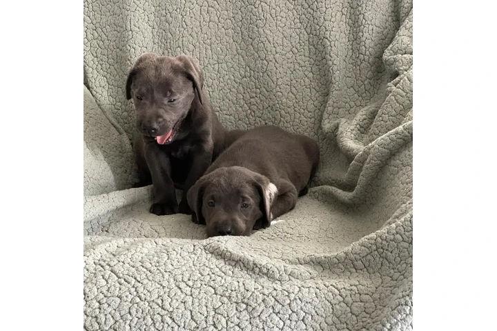 $400 : Pure Labrador for sale image 2