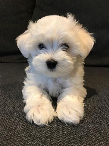 $400 : BRISTOLIAN Maltese puppies image 2