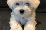 $400 : BRISTOLIAN Maltese puppies thumbnail