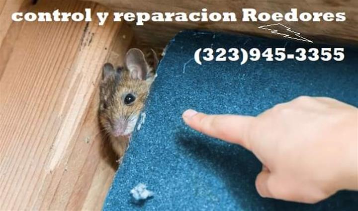 Rodents Fumigation 24/7. image 6