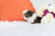 Shih Tzu taza de té en Memphis