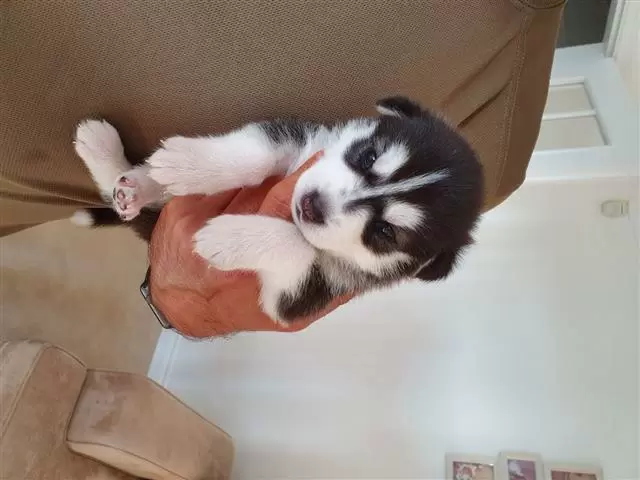 $600 : Adorable husky puppies image 3