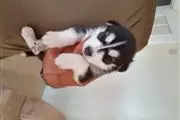 $600 : Adorable husky puppies thumbnail