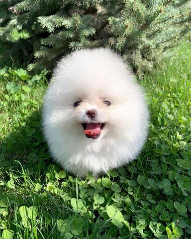 $500 : Teacup pomeranian puppies image 7