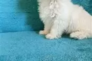 $450 : Cutie Maltese Pupppies thumbnail