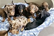 Cute Dachshund available