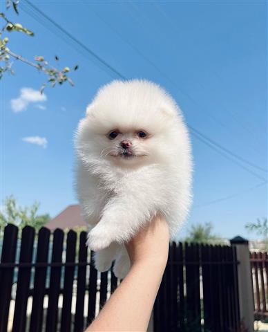 $500 : Pomeranian puppies image 3